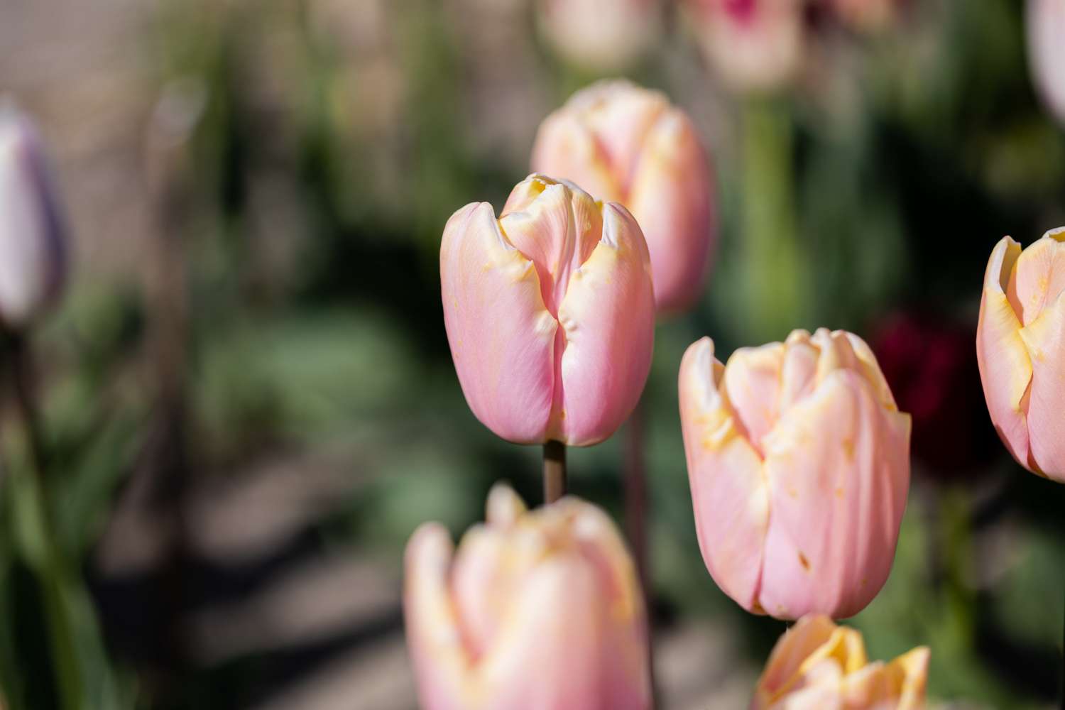 Tulipe 'Mango Charm'
